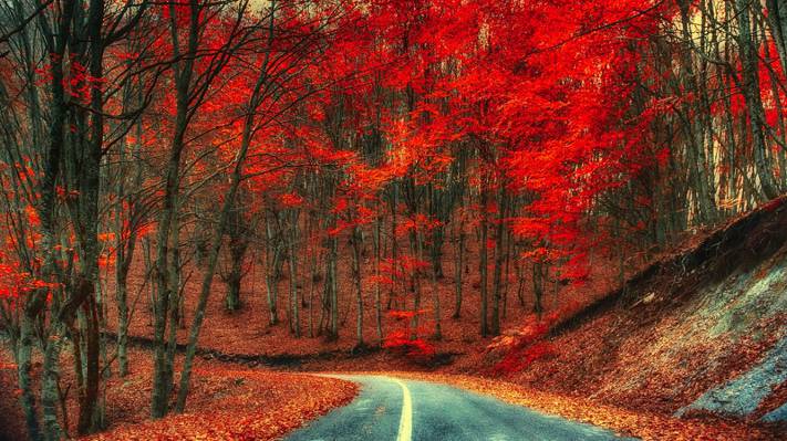 壁纸树叶,一年中的时间,性质,道路,树木,秋天