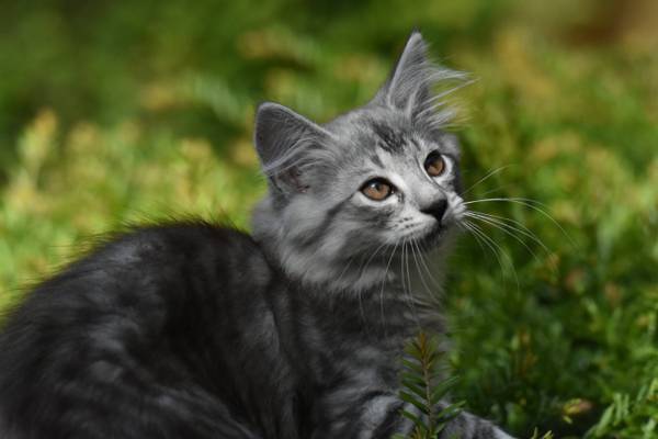 灰色波斯猫铺设在绿草的照片高清壁纸