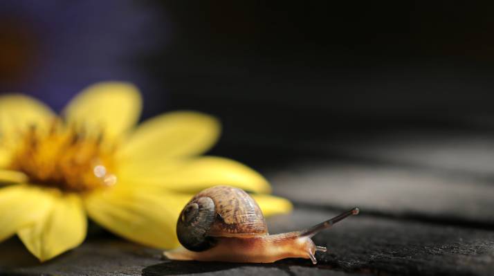 棕色蜗牛在黄色花旁边的浅焦点摄影高清壁纸