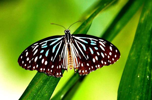黑色和白色蝴蝶栖息在绿色拉长的叶子,泰国,tirumala高清壁纸