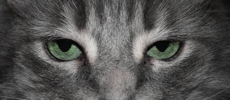 猫的特写镜头摄影与绿色的眼睛高清壁纸