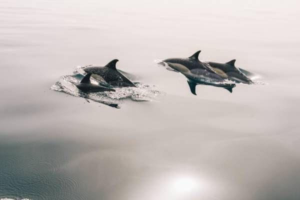 四个黑白海豚高清壁纸