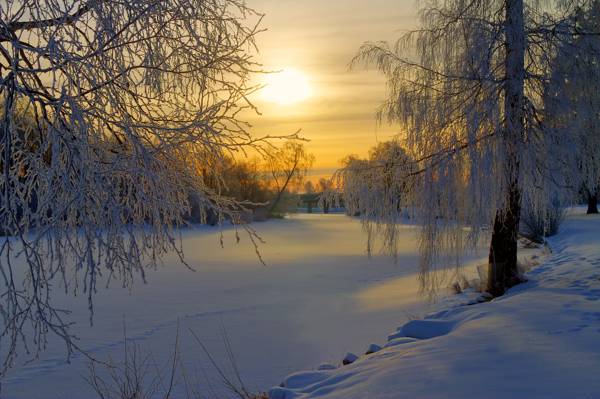 早上,雪,冬天,霜,树,瑞典,林间空地,日出,太阳,森林