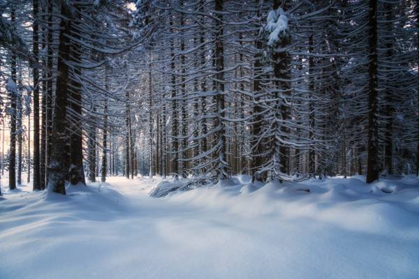 多雪的森林高清壁纸的风景照片