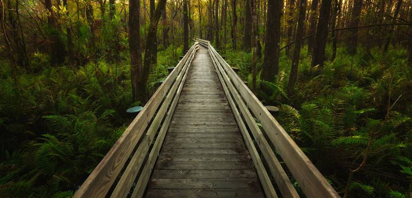 绿色森林高清壁纸之间的棕色木桥
