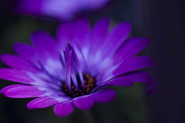 紫色Osteospermum花盛开特写照片高清壁纸