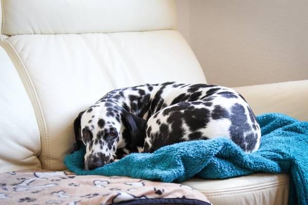 丑角达尔马提亚狗躺在蓝色毛巾高清壁纸