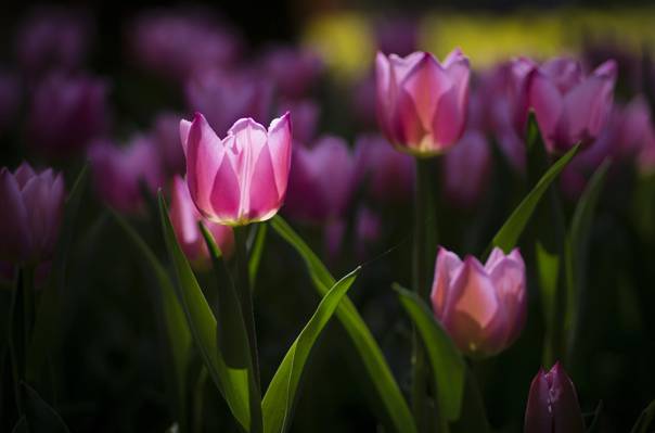 春天,粉红色,花坛,鲜花,郁金香