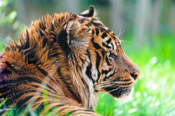 老虎躺在草地上,苏门答腊虎高清壁纸