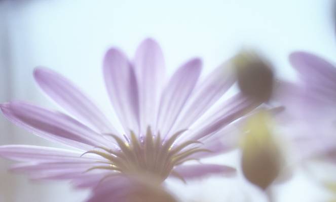 紫色Osteospermum花HD墙纸的选择聚焦摄影