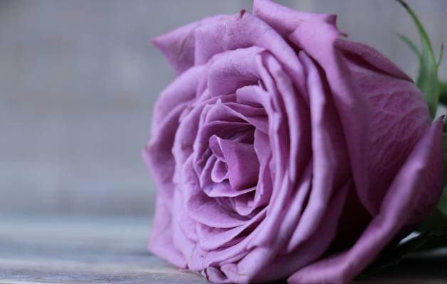 紫色玫瑰高清壁纸的特写照片