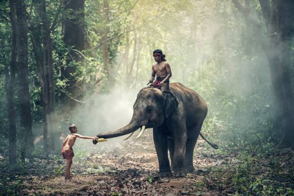 男人骑在灰色的大象,而孩子在白天时间接触高清壁纸