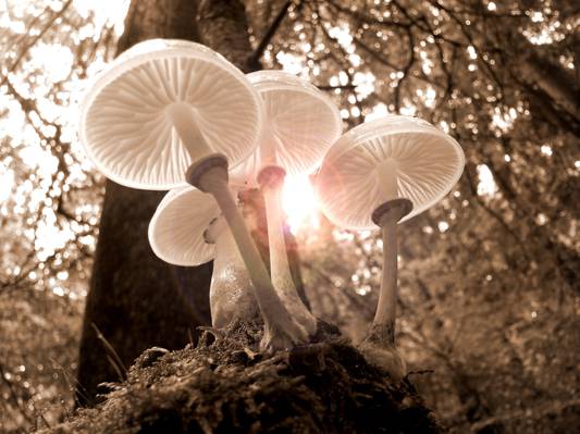 在白天高清壁纸白色蘑菇的宏观摄影