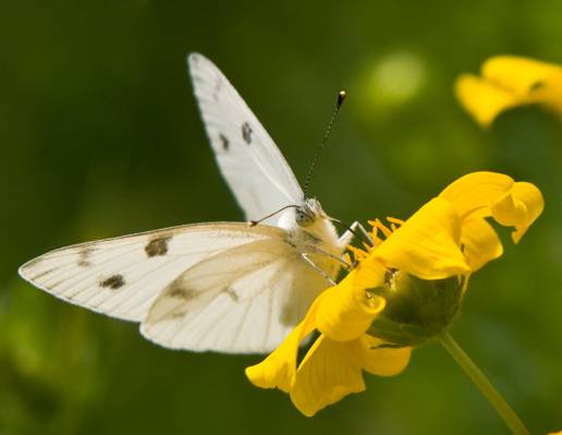 白色发现蝴蝶上黄色的花朵高清壁纸