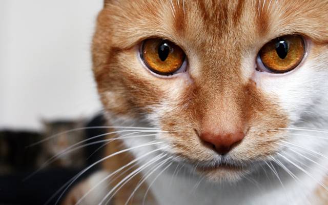 猫,猫,条纹,宏,白,红色,看起来,棕色的眼睛,猫
