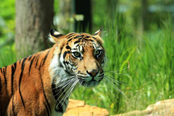 关闭一只老虎的照片在绿草领域和花HD墙纸附近的