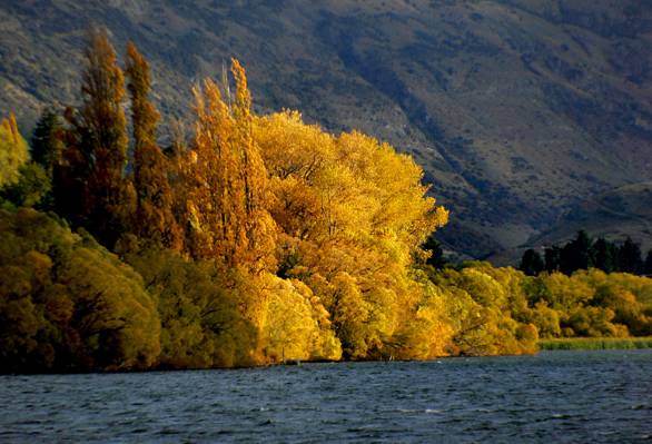 黄叶树体在水体,湖海耶斯,otago高清壁纸旁边