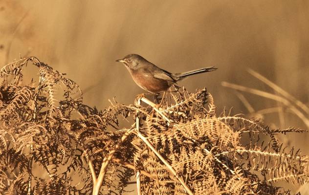 棕色的鸟栖息在树枝上的选择性焦点摄影,达特福德莺高清壁纸