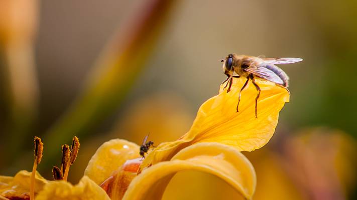 蜜蜂授粉黄色花瓣花高清壁纸