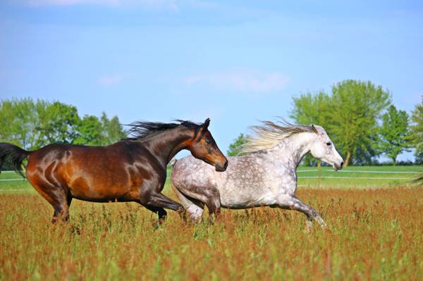 棕色领域草高清壁纸两个棕色和白色马的摄影