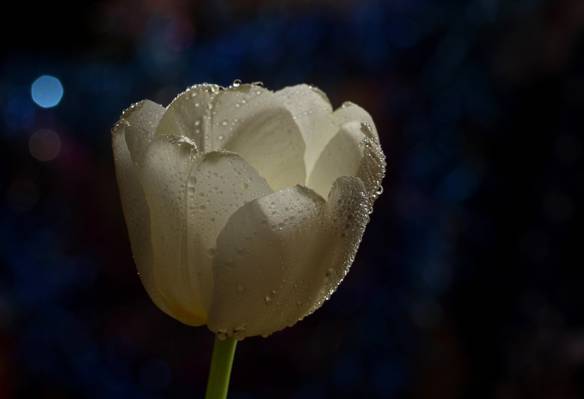 白色郁金香花与露珠高清壁纸
