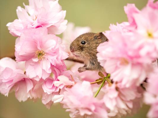 褐色的老鼠上粉红色的花瓣花高清壁纸