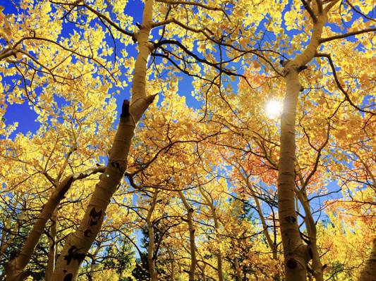 黄色叶子树的长的摄影在蓝天下的高清壁纸
