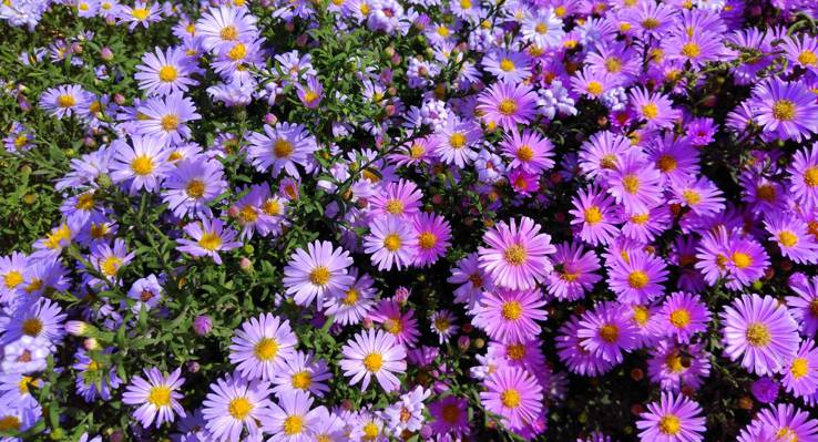 鲜花,宏观,秋季,紫苑