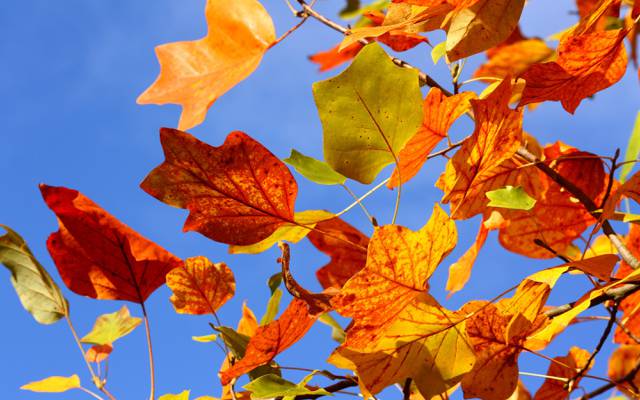 红色,分支,叶子,树,黄色,天空,分支机构,秋天