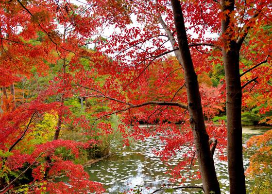 水,森林,树木,秋天,叶子,深红色