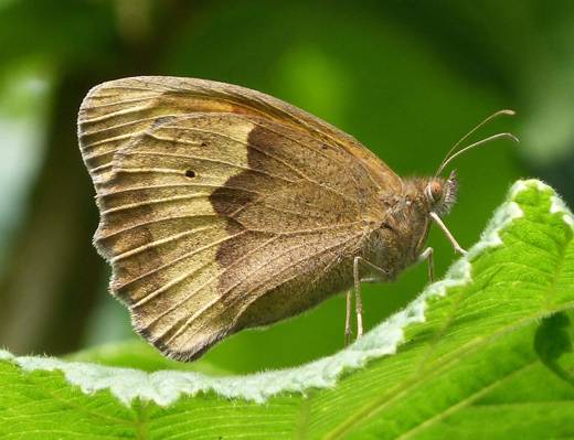 棕色船长蝴蝶栖息在绿叶在白天,草甸棕色高清壁纸的微距摄影
