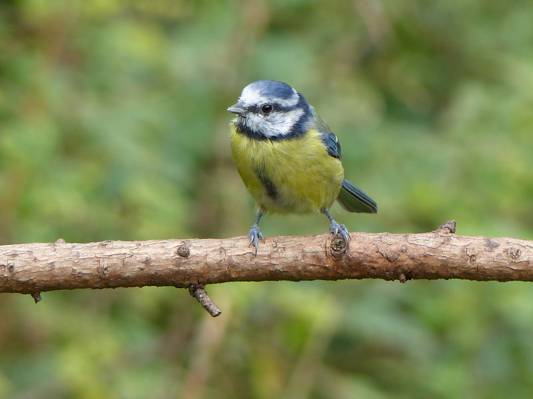 黄色和灰色的小鸟栖息在三个分支,蓝色山雀高清壁纸