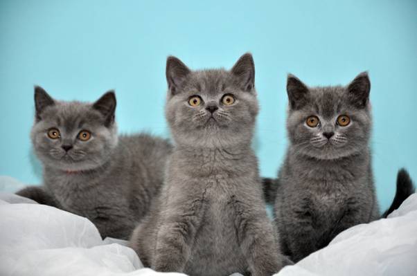 猫,三,英国,灰色,绿松石背景,小猫
