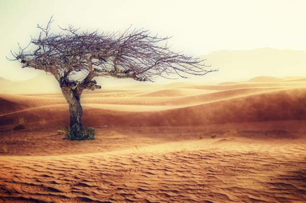 沙漠与树高清壁纸