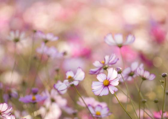 鲜花,宏,Kosmeya,白,模糊,花瓣,领域,粉红色