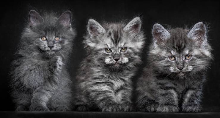 三位一体,小猫,缅因浣熊,猫,灰色,蓬松