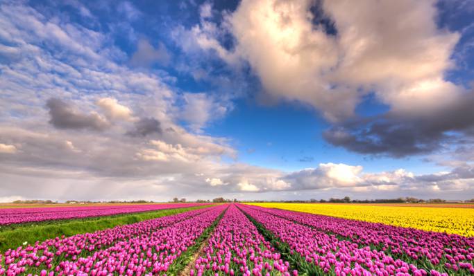 粉红色郁金香花场在白天,丰富,荷兰高清壁纸蓝色多云的天空下