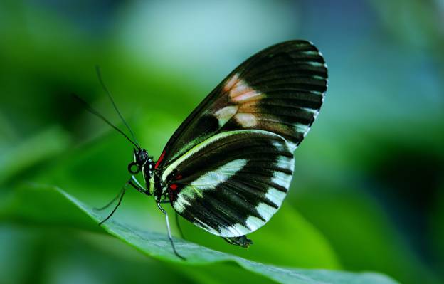 黑色和绿色的蝴蝶高清壁纸