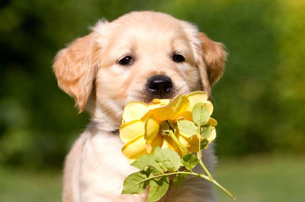 黄色,狗,米色,颜色,小狗,花,玫瑰