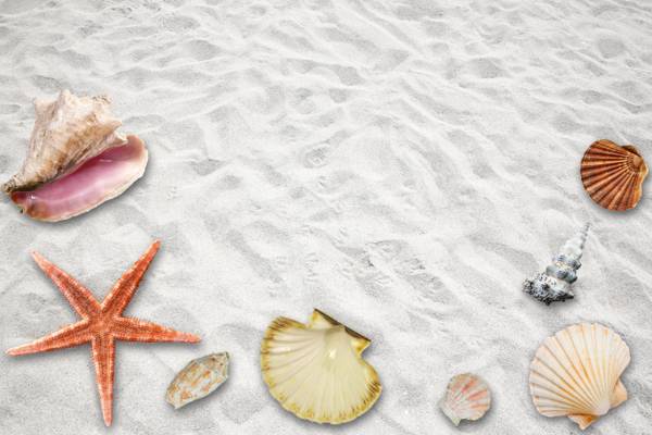 七个贝壳和沙滩上的明星鱼高清壁纸