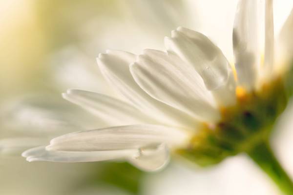 白色雏菊花高清壁纸的特写照片