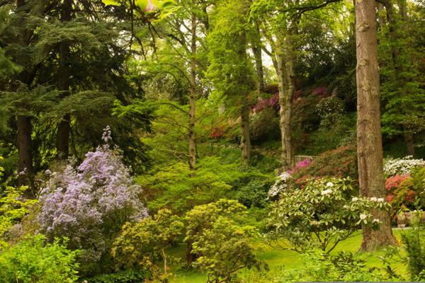壁纸鲜花,英国,公园,绿色,树木,灌木丛,威尔士Bodnant花园