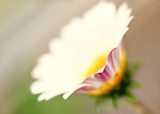 选择性焦点照片的白色雏菊花高清壁纸