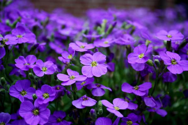 紫色的鲜花高清壁纸的景深摄影