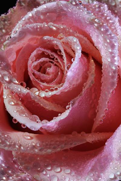 宏观摄影的粉红色的玫瑰与露水高清壁纸