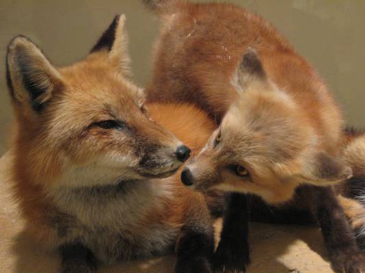 两个橙色的狐狸,狐狸高清壁纸