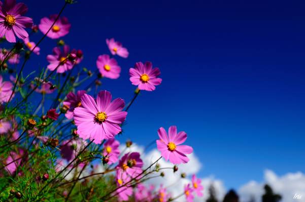 鲜花,宏,天空,粉红色,科斯美亚,领域