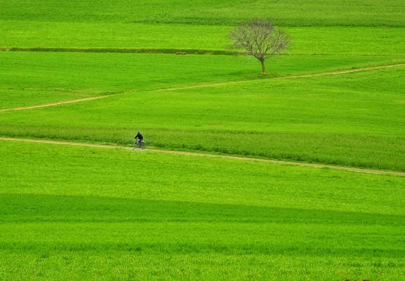 农田,路,绿色,草,路径,骑手,树,自行车,田野,通路,男子,农村