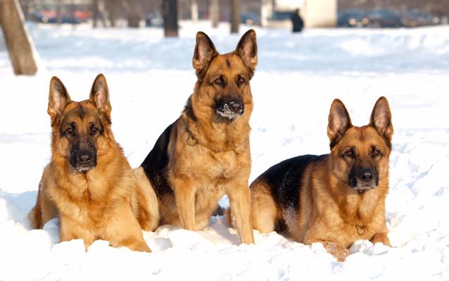 狗,三位一体,雪,狗,冬天,牧羊人