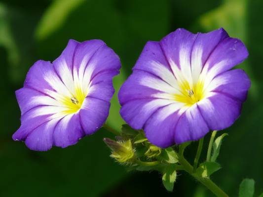 两个白色和紫色petaled花高清壁纸